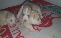 Siberian Husky dogs for sale: New Litter, experienced breeder - Advert 3
