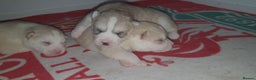 Siberian Husky dogs for sale:  KC REGISTERED PUPS:  5* on pets4homes - Advert 9