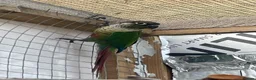 Conures birds for sale: Proven breeding conure pair  - Advert 4