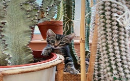 Bengal cats for sale: Two beautiful loving Boys 9 weeks old - Image 7