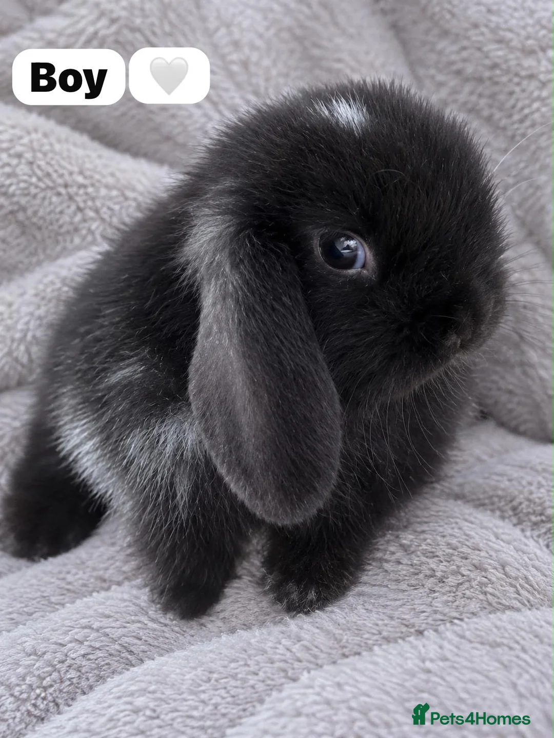 Mini Lop rabbits for sale: Beautiful Baby Mini Lop Rabbits  in Nottingham - Advert 4