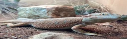 Bearded Dragon reptiles for sale: Bearded Dragon + 4ft Viv LumenIZE Setup - Advert 2