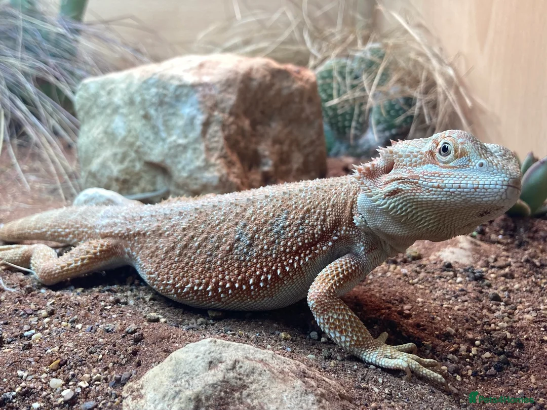 Bearded Dragon reptiles for sale: Bearded Dragon + 4ft Viv LumenIZE Setup - Advert 2