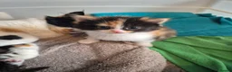Mixed Breed cats for sale: 2 kittens for sale - Advert 9