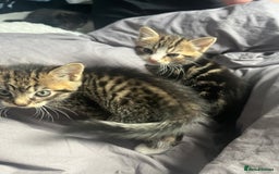 Bengal cats for sale: Bengal cross tabby girl kittens  - Advert 8