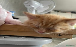 British Shorthair cats for sale: 5 kitties for sale  - Image 3