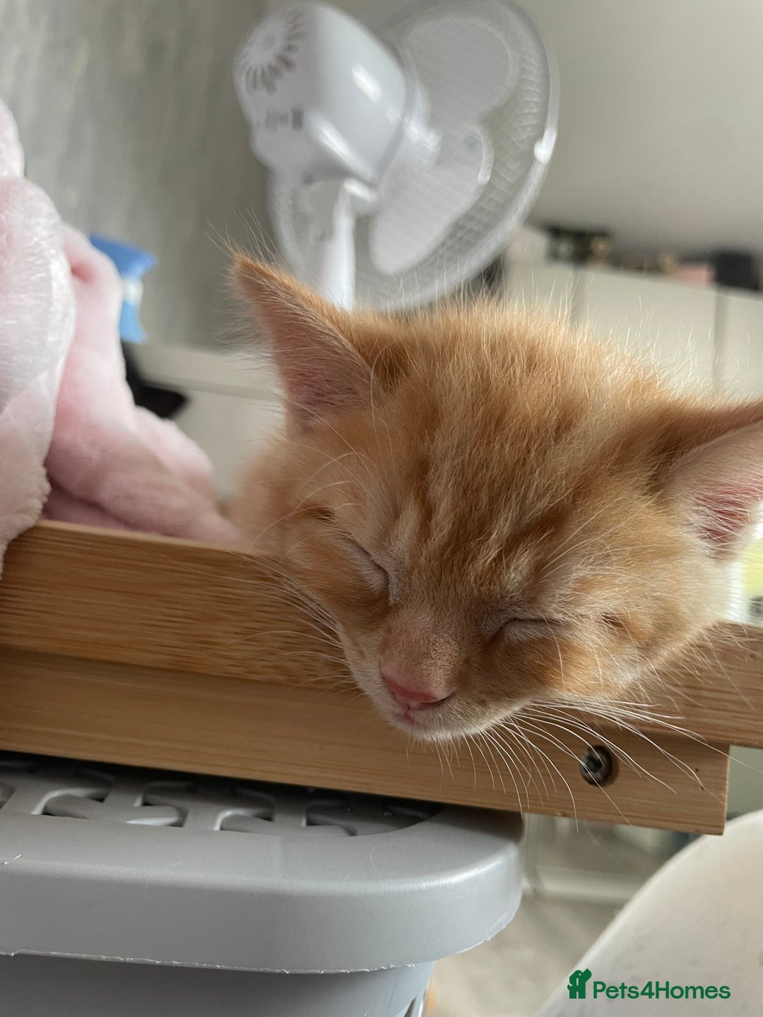 British Shorthair cats for sale: 5 kitties for sale  - Image 3
