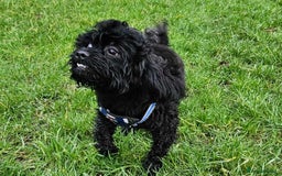 Shihpoo dogs for sale: Waffle - Image 1