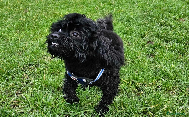 Shihpoo dogs - Advert 6