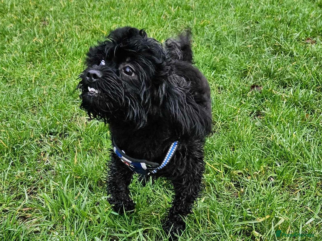 Shihpoo dogs for sale: Waffle - Image 1