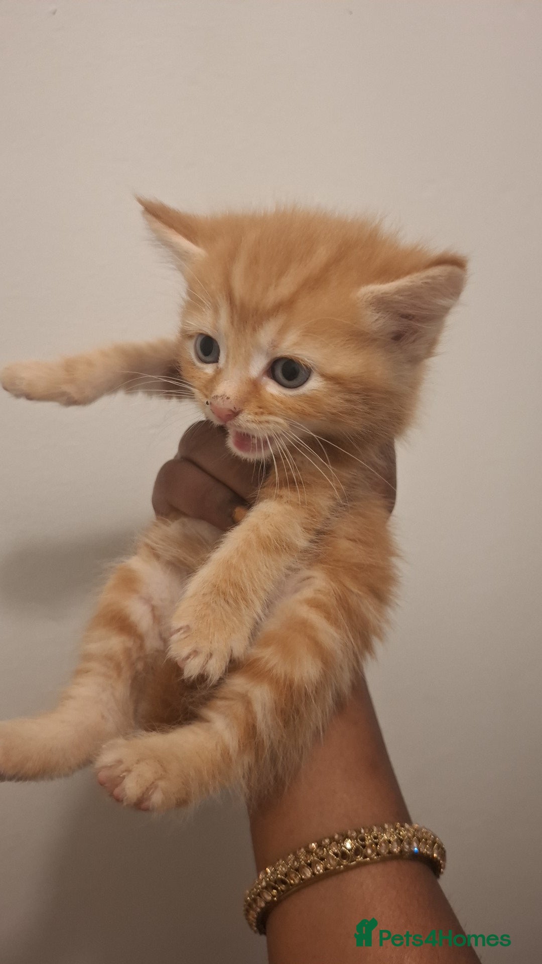 Ragdoll cats for sale: Ragdol mix kittens  - Image 1
