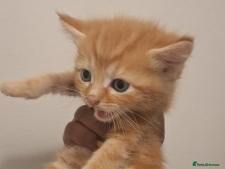 Ragdoll cats - Advert 10