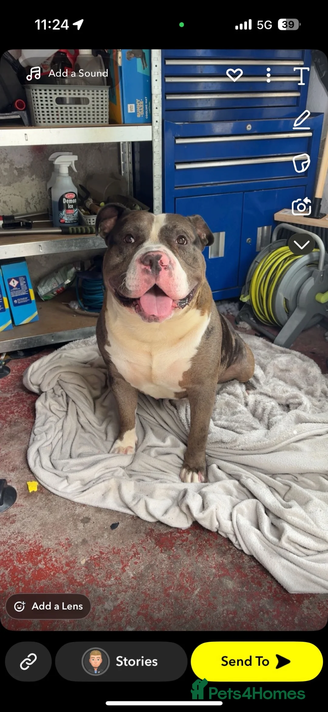 American Bulldog dogs for sale: 3/4 year old American bulldog male for sale  - Advert 2