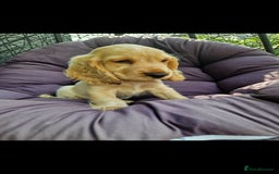 Cocker Spaniel dogs for sale: KC Showtype Cocker Spaniel Boy - Image 1