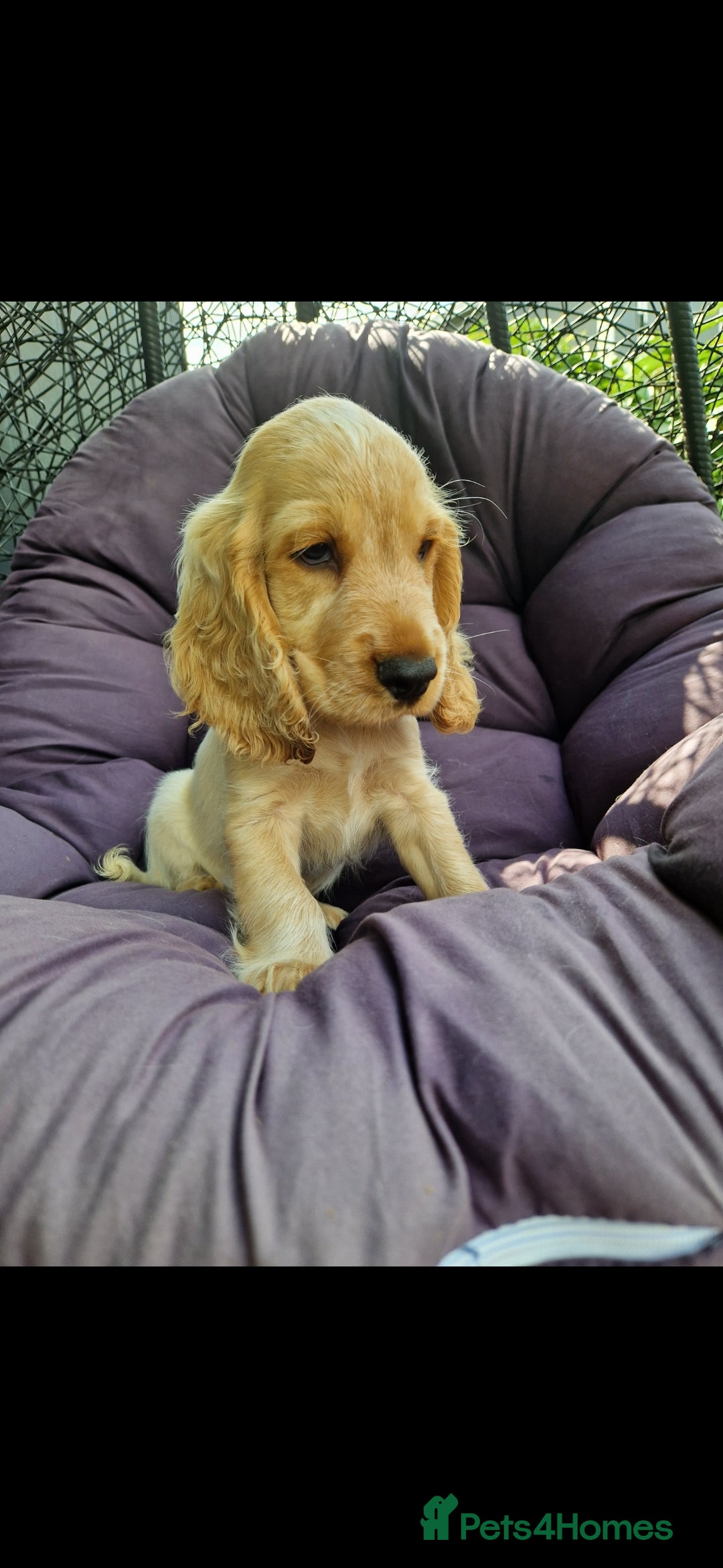 Cocker Spaniel dogs for sale: KC Showtype Cocker Spaniel Boy - Image 1