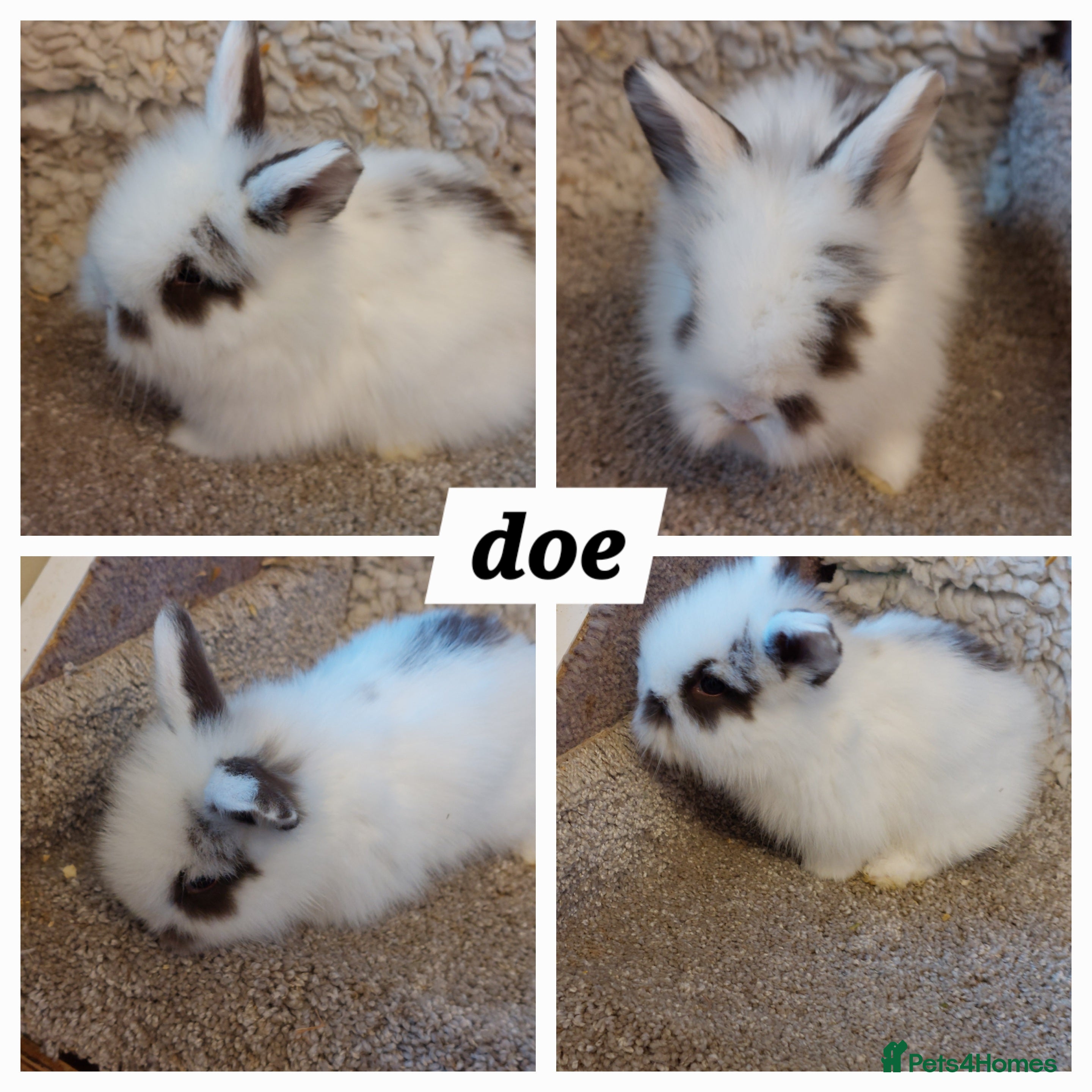 Mini Lop rabbits baby loinheads ready to reserve  - Advert 21