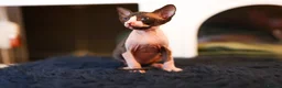 Sphynx cats for sale: Two male Sphynx Kittens  - Advert 7