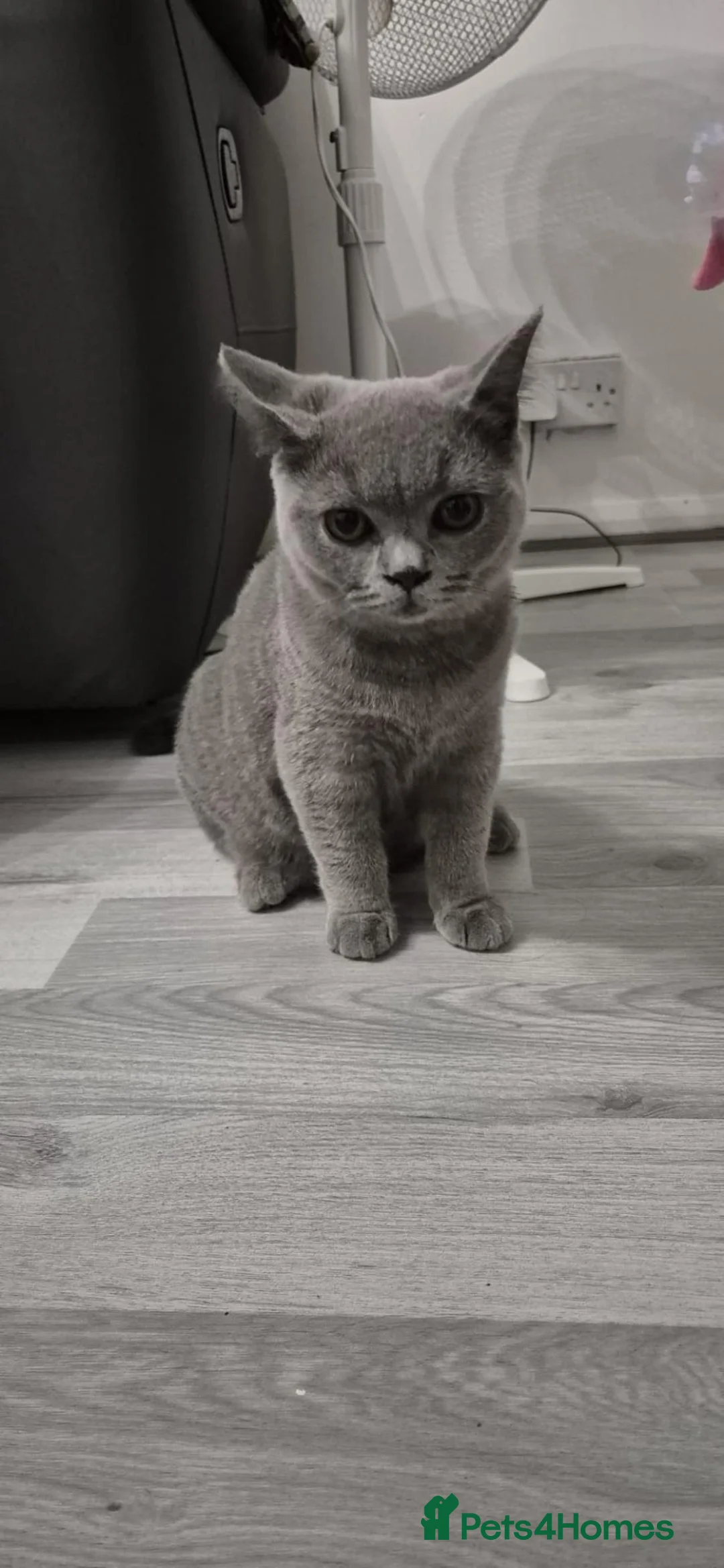 British Shorthair cats for sale: British Shorthair - Noor  - Advert 2