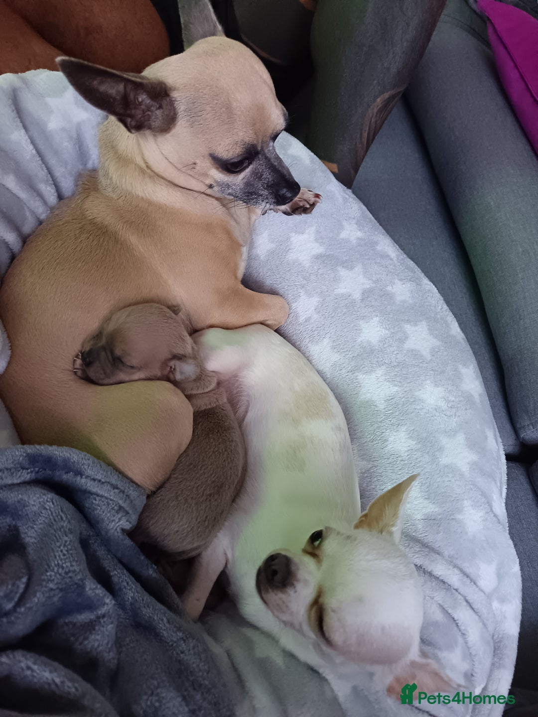 Chihuahua dogs for sale: Chihuahua boy 💙 - Advert 14