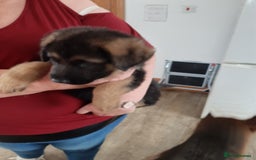 German Shepherd dogs for sale: German shepherd pups - Image 11