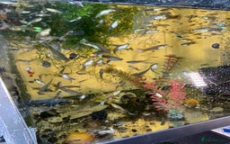 Live Bearers fish for sale: Guppies for sale 0.50p - Image 1