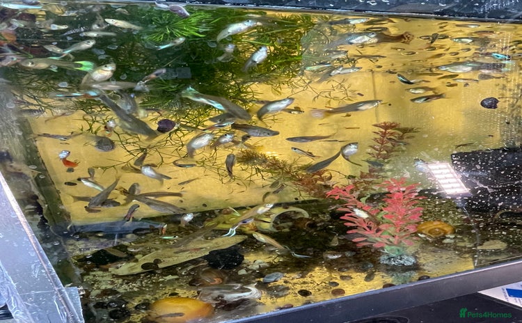Live Bearers fish - Advert 1