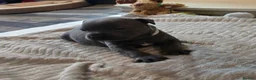 Staffordshire Bull Terrier dogs for sale: Stunning KC reg SBT BLUE PUPS - Advert 8