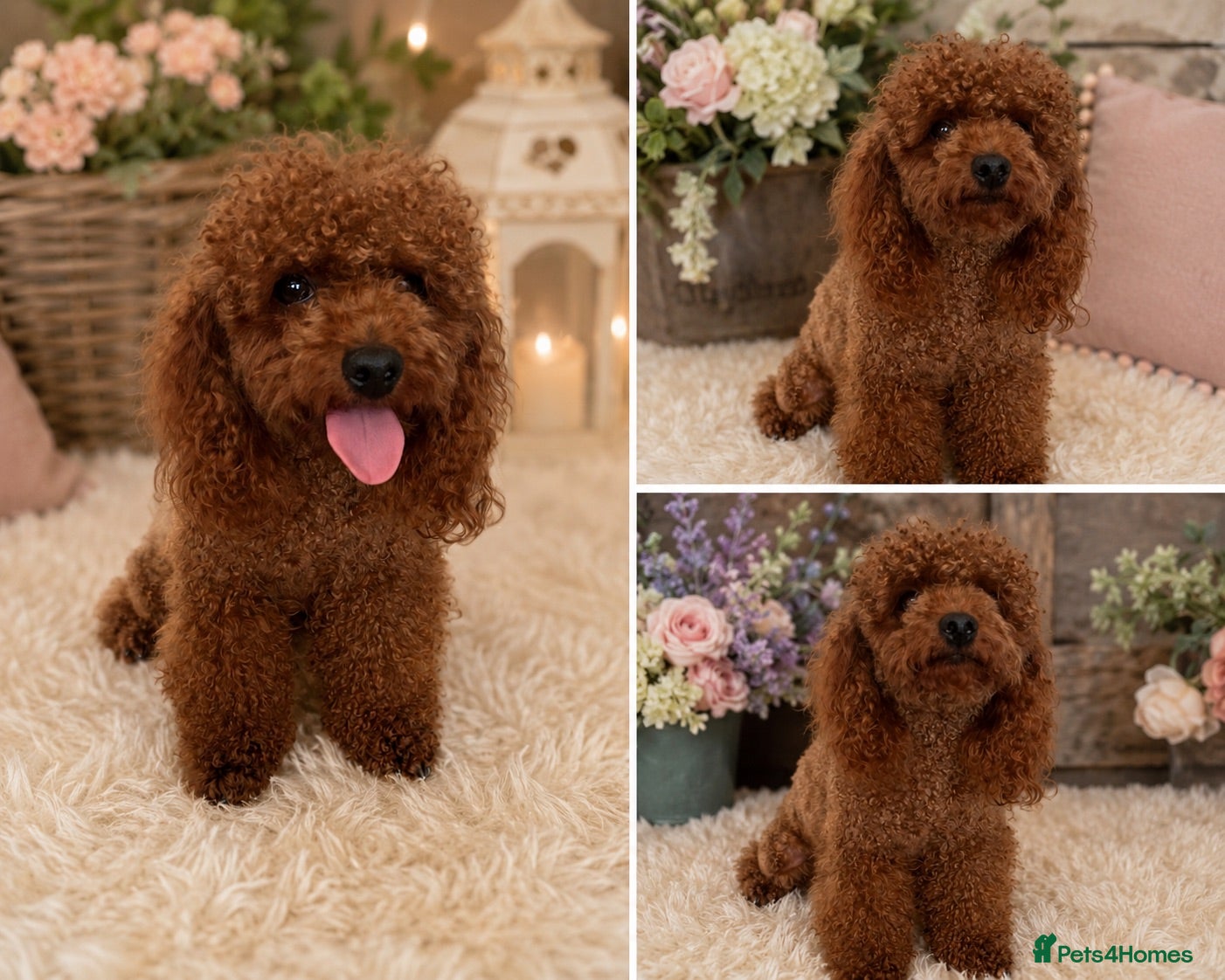 Toy Poodle dogs Wonderful Female Asian young adult  - Advert 1