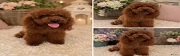 Toy Poodle dogs for sale: Wonderful Female Asian young adult  - Advert 1
