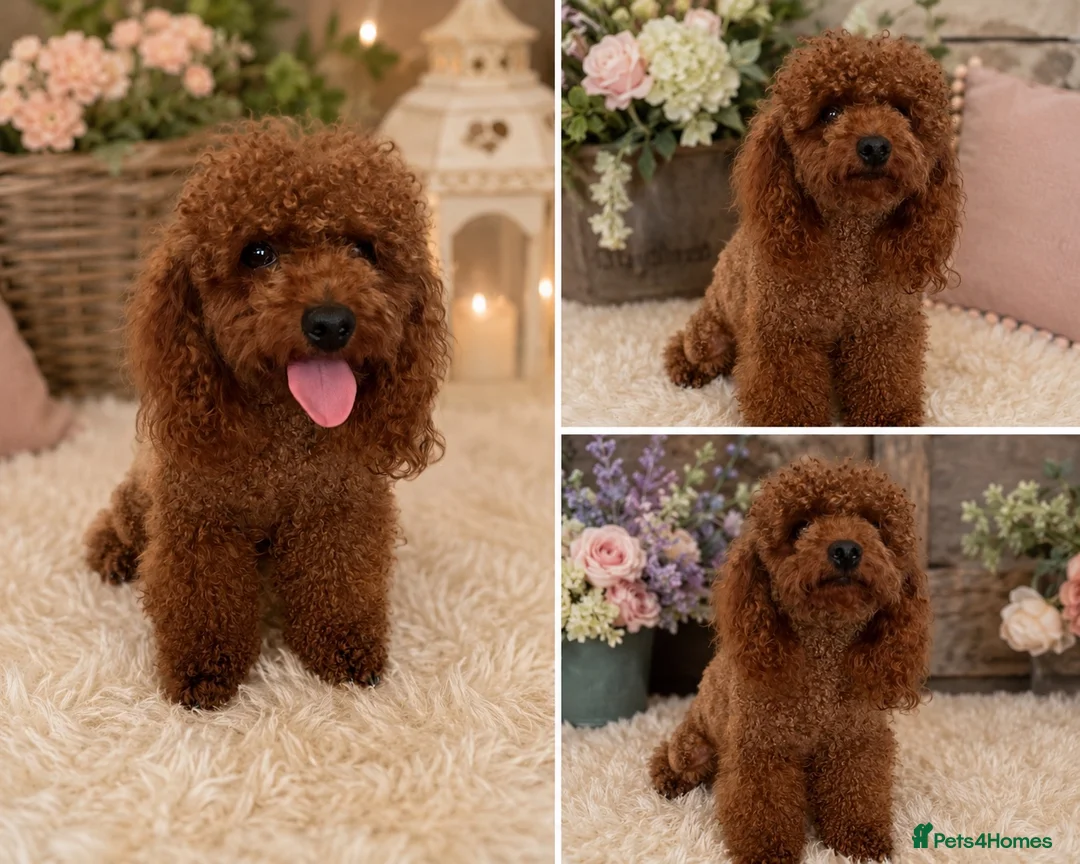 Toy Poodle dogs for sale: Wonderful Female Asian young adult  - Advert 1