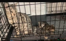 Bengal cats for sale: Beautiful Bengal kittens  - Image 4