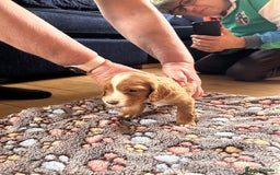 Cocker Spaniel dogs for sale: Beautiful working cocker spaniel puppies  - Image 8