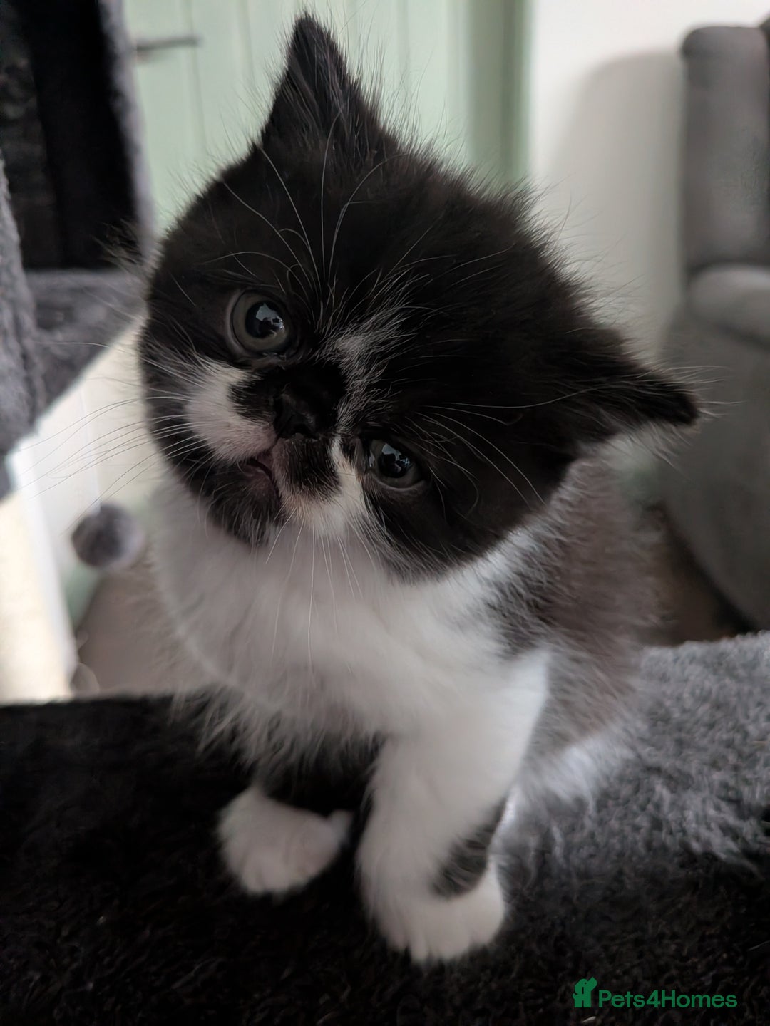 Exotic cats for sale: Beautiful Exotic kittens  - Advert 9