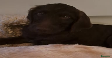 Mixed Breed dogs in Cumnock - Advert 6