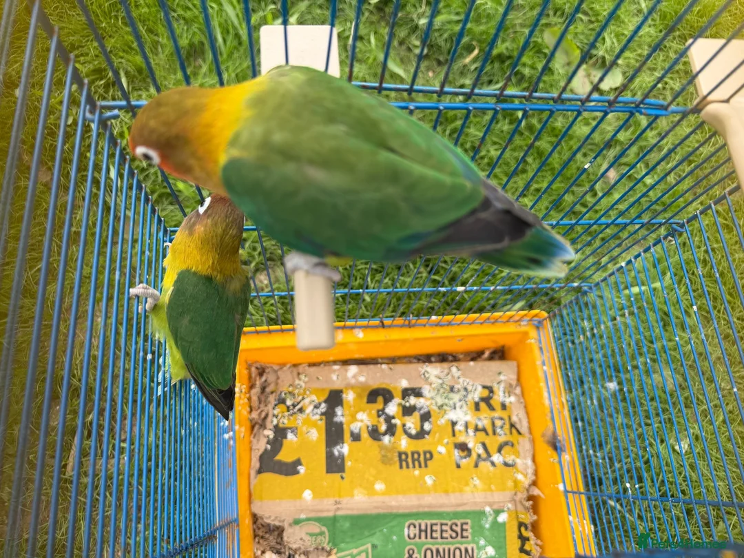 Lovebirds birds for sale: Lovebirds can do flips - Advert 2