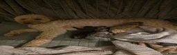 Mixed Breed dogs for sale: Jackapoo in Macclesfield - Advert 3