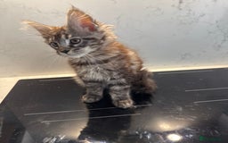 Maine Coon cats for sale: GCCF Registered Kittens. Beautiful lively kittens  - Image 26
