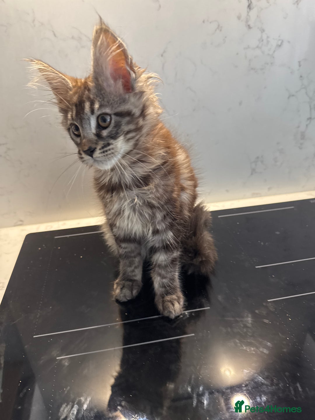 Maine Coon cats for sale: GCCF Registered Kittens. Beautiful lively kittens  - Image 26