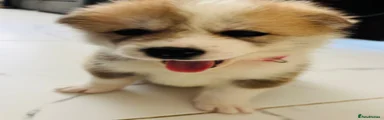 Japanese Akita Inu 3