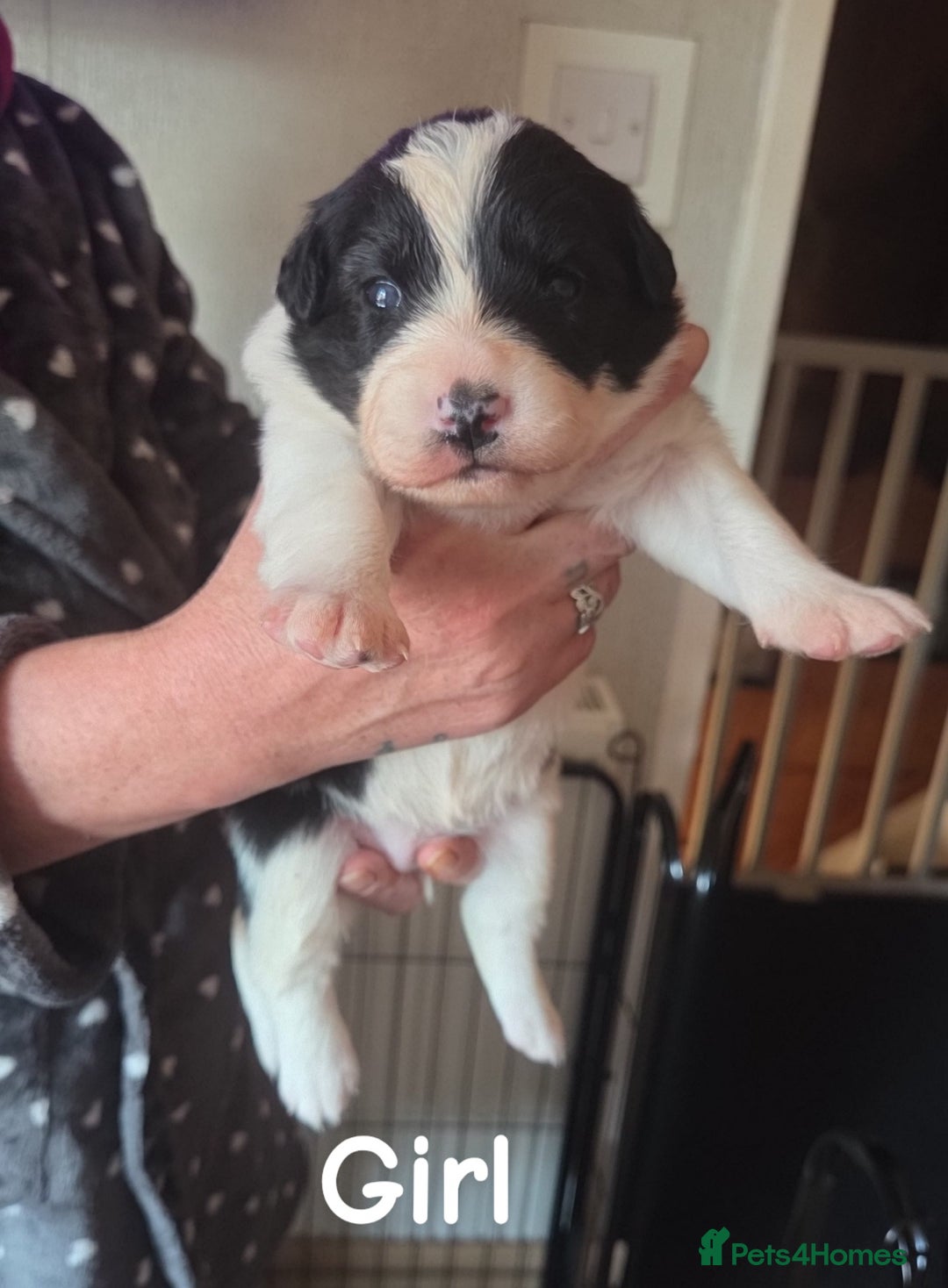 Border Collie dogs for sale: Border collie puppies  - Advert 7