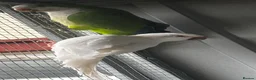Parrots birds for sale: PROVEN breeding pair of quakers in Faversham - Advert 1