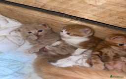 RagaMuffin cats for sale: Kitten’s for sale  - Image 17
