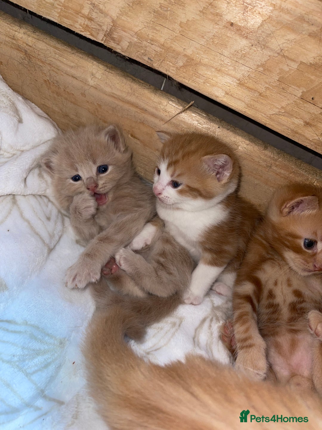 RagaMuffin cats for sale: Kitten’s for sale  - Image 17