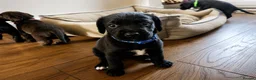 Labradoodle dogs for sale: Beautiful Labrador × Labradoodle Puppies  in Alfreton - Advert 5
