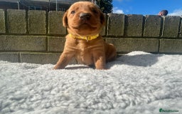 Labrador Retriever dogs for sale: Fox red labrador puppies  - Image 2