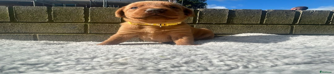 Labrador Retriever Puppy 1
