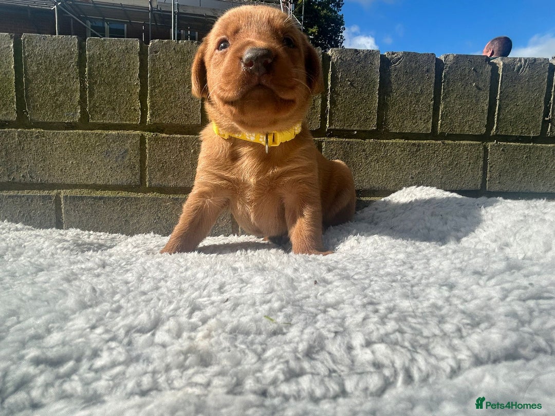 Labrador Retriever dogs for sale: Fox red labrador puppies  - Image 2