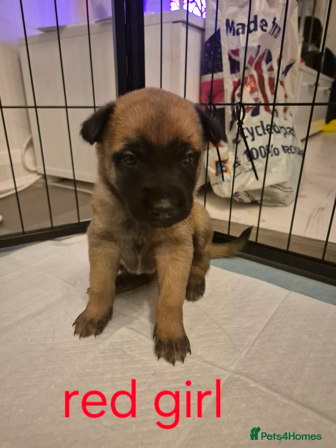 Belgian Shepherd Dog dogs for sale: KC Registered Belgian Malinois - Advert 22