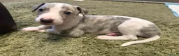 Whippet dogs for sale: KC Registered Whippet Puppies – Home Reared, - Advert 10