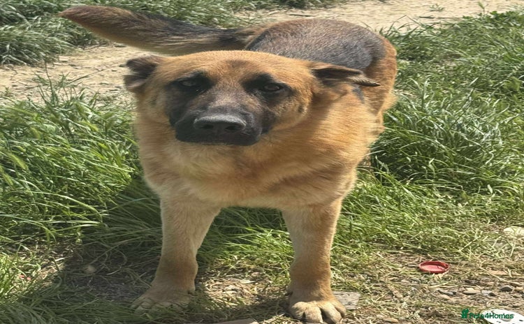 Mixed Breed dogs - Advert 3
